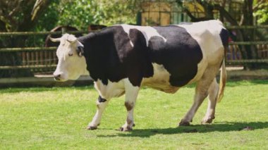Arka planda çit olan bir inek tarlada yürüyor. İnek siyah beyaz ve otluyor.