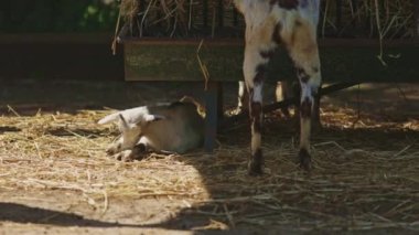 Bir keçi saman yığınının yanında duruyor.