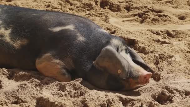 豚が砂の上に横たわっている 豚は黒と白である — ストック動画