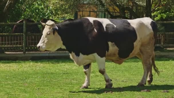 Een Zwart Witte Koe Loopt Een Grasveld Koe Een Omheind — Stockvideo