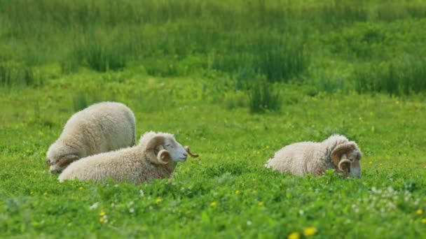 Trzy Owce Pasą Się Trawiastym Polu Owce Białe Kładą Się — Wideo stockowe