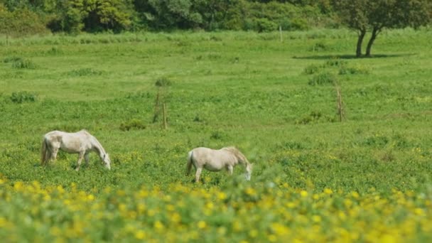 2頭の馬が緑豊かな野原で放牧している シーンは平和で穏やかで 馬は新鮮な草と美しい環境を楽しんでいます — ストック動画