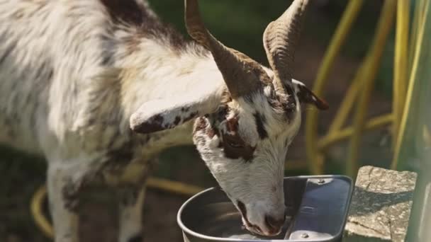 Joven Cabrito Cabra Blanca Casa Animal Granja Hierba Verde Teleobjetivo — Vídeo de stock