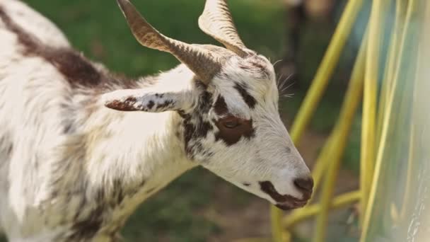 Mladá Domácí Bílá Koza Hospodářská Zvířata Zelené Trávě Teleobjektiv — Stock video