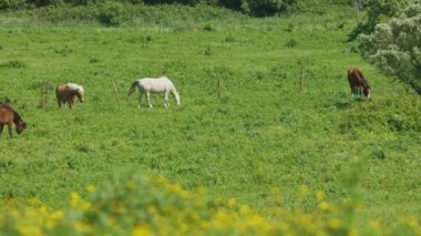 Birkaç at yemyeşil bir alanda otluyor. Sahne sakin ve sakin, atlar taze çimlerin ve güzel çevrenin tadını çıkarıyor.