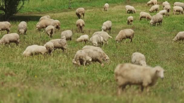 Rebanho Ovelhas Está Pastando Campo Verde Ovelhas Estão Espalhadas Por — Vídeo de Stock