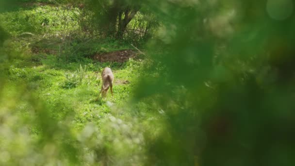 사슴이 무성한 필드에서 자르고있다 사슴이 평화롭게 고요한 환경에서 식사를 즐기는 — 비디오