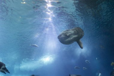 Büyük bir ay balığı diğer balıklarla birlikte bir akvaryumda yüzüyor. Depo suyla dolu ve balina görüntünün odak noktası.
