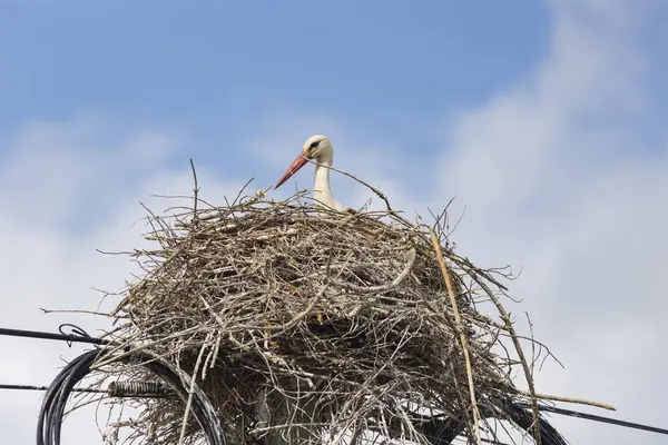 A stork bird is sitting in a nest made of twigs and branches. The nest is high up in a tree, and the bird is looking down at the camera. Concept of innocence and vulnerability