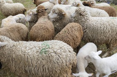 Bir koyun sürüsü bir tarlada otluyor. Koyunlar beyaz, kahverengi ve siyah olmak üzere farklı renklerdedir. Sahne huzurlu ve huzurlu, koyunlar tarlaya saçılmış.