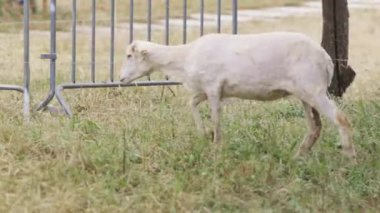 Beyaz bir koyun arkasında mavi bir el arabası olan bir tarlada yürüyor. Bir kişi el arabasının arkasında duruyor, koyunları seyrediyor.