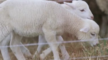 İki bebek kuzu bir çimen tarlasında yürüyor. Sahne huzurlu ve huzurlu. Kuzular diğer koyunlarla çevrili, topluluk ve beraberlik hissi yaratıyorlar.