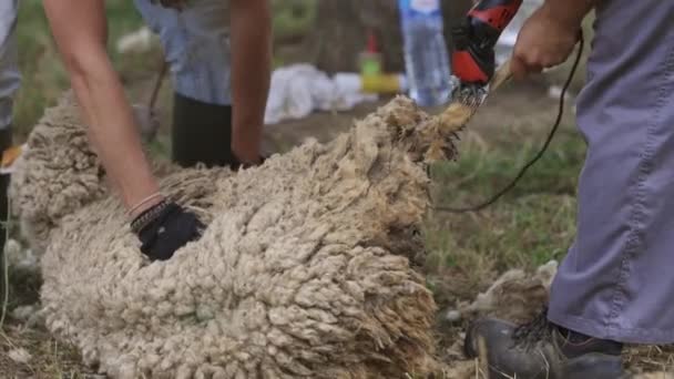 一个人在剪羊毛 羊躺在地上 那人正在用剪刀剪羊毛 — 图库视频影像