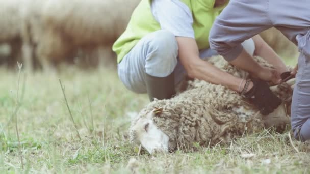 Bir Adam Yerde Yatan Bir Koyunla Ilgilenir Koyun Bir Yara — Stok video