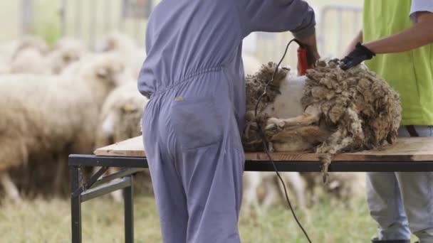 Мужчина Стрижет Овец Электрическим Ножницами Овцы Стоят Позади Овец Стригут — стоковое видео
