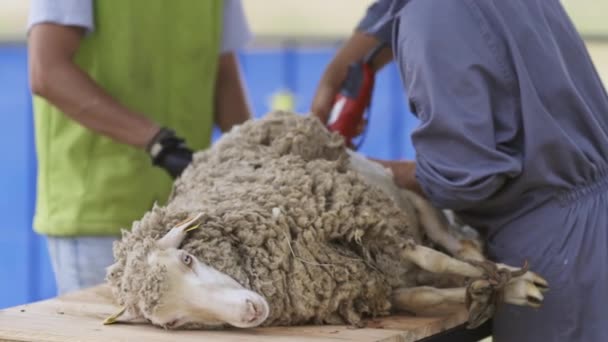 Ein Mann Schert Ein Schaf Das Schaf Liegt Auf Einem — Stockvideo