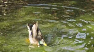 Ördek gölette. Ördek suda yüzüyor. Sudaki kuş - telefoto