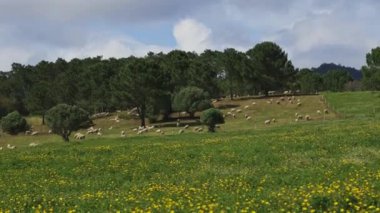 Bir sürü ağaç ve otlayan bir koyun sürüsü olan yeşil bir tarla. Gökyüzü bulutlu ve çimenler yeşil