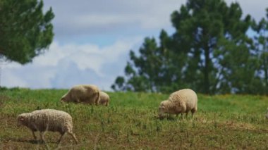 Üç koyun otlak bir alanda otluyor. Koyunların hepsi bembeyaz ve çimlere uzanmış.
