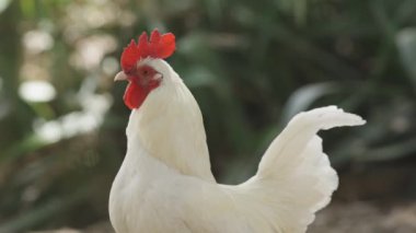 Kırmızı gagalı beyaz bir tavuk bir tarlada duruyor. Sükunet ve huzur kavramı, tavuk hareketsiz ve hareketsiz dururken. Tavuğun parlak renkleri