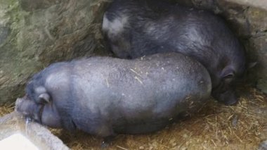 İki domuz bir ağılda uyuyor. Biri yan yatar, diğeri sırt üstü yatar.