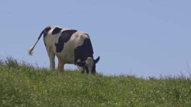 Bir inek çimenli bir tepede otluyor. İnek siyah ve beyazdır. Gökyüzü mavi ve berrak