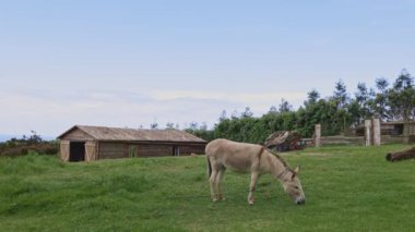 Bir eşek ahırın yanındaki bir tarlada otluyor. Ahır ahşaptan yapılmıştır ve eğimli bir çatısı vardır. Gökyüzü açık ve mavi, çimenler gür ve yeşil. Huzurlu ve huzurlu bir sahne.
