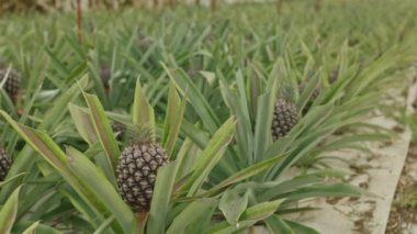 Yeşil yapraklı ve kahverengi meyveli bir sıra ananas bitkisi, yaklaşın.