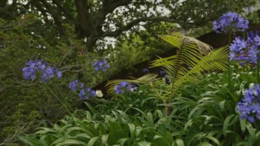 Çeşitli çiçek ve bitkilerle dolu yemyeşil bir orman. Çiçekler çoğunlukla mavi ve bitkiler uzun ve yapraklı.
