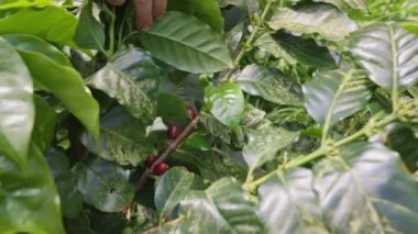 Kahve bitkisi - üzerinde kırmızı böğürtlen olan yeşil yapraklar - yakın çekim