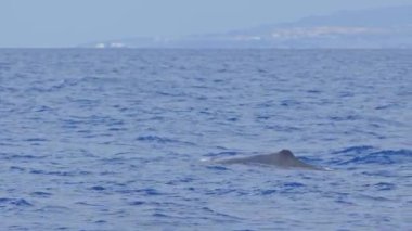 Okyanus sakin ve mavidir. Suda yüzen küçük bir kakalot balinası vardır. Sahne huzurlu ve huzurlu, balina zarif bir şekilde suda hareket ediyor.