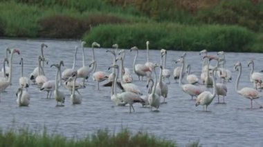 Bir flamingo sürüsü bir su kütlesi içinde yüzüyor. Sahne huzurlu ve huzurlu, kuşlar zarif bir şekilde suda hareket ediyor.