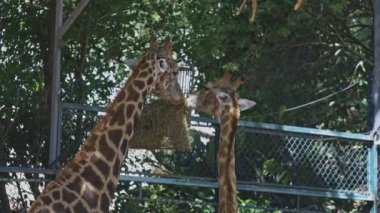 İki zürafa bir besleyiciden besleniyor. Zürafalardan biri zincire asılı olan bir besleyiciden yemek yiyor.