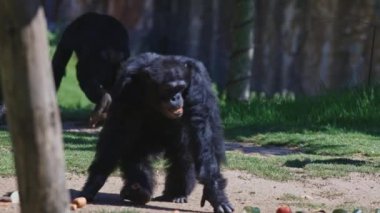 Hayvanat bahçesinde yürüyen iki siyah maymun. Biri diğerinin önünde yürüyor. Sahne huzurlu ve sakin.