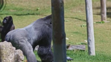 Büyük bir goril otlak bir alanda yürüyor. Daha küçük bir goril yakınlardaki bir kayanın üzerinde oturuyor.