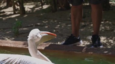 İki pelikan bir su kütlesinin içinde, biri su içmek. Sahne huzurlu ve huzurlu, kuşlar suda vakit geçiriyorlar.