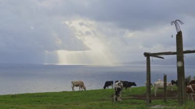 Bir inek sürüsü okyanusa bakan otlak bir yamaçta otluyor. Gökyüzü bulutlu ve güneş bulutların arasında parlıyor. Huzurlu ve huzurlu bir atmosfer yaratıyor.