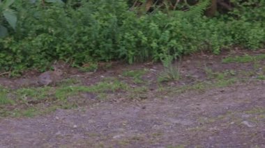 Bir tavşan çimenli bir alanda yürüyor. Tavşan küçük ve kahverengi. Çimler yeşil ve zemin kahverengi.