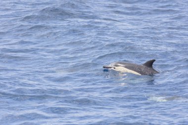 Bir yunus ağzında mavi bir nesneyle okyanusta yüzüyor. Su sakin ve gökyüzü berrak.