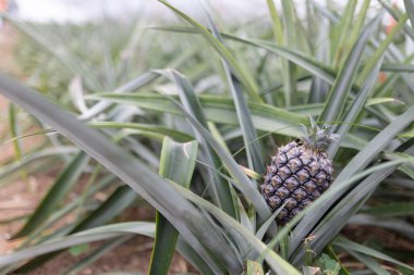 Bir ananas yeşil yapraklarla dolu bir tarlanın ortasında duruyor. Ananas bir sürü yeşil yaprakla çevrilidir ve resimdeki tek nesnedir.