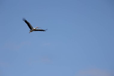 Beyaz leylek - Ağustos böceği - kuş gökyüzünde uçuyor arka planda mavi bir gökyüzü ile