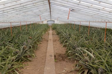 Bir ananas çiftliği - içinde bir sıra bitki bulunan sera - geniş açı