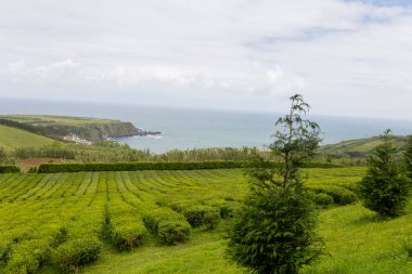 Bir çay planı. Okyanus manzaralı yemyeşil bir arazi. Okyanus sakin ve gökyüzü bulutlu