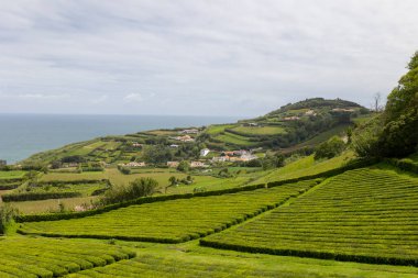 Çay tarlası - iki kişi çay çalılarının arasında yürüyorlar, geniş açılı.
