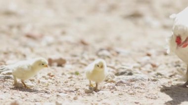 Yavru bir kuş daha büyük bir kuş olan TELEPHOTO 'nun yanında yerde yürüyor.