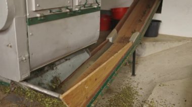Bir işlem makinesinde hareket eden taze hasat edilmiş zıplamalar