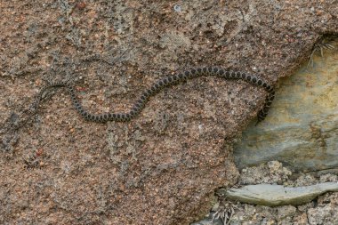 Yılan doğal ortamında bir kayanın üzerinde sürünüyor.