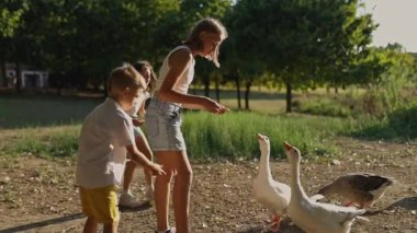 Çocuklar, verimli yeşilliklerle çevrili doğal ve huzurlu bir ortamda hayvanlarla etkileşim kurarak, güneşli bir parkta kazları beslemekten hoşlanırlar.