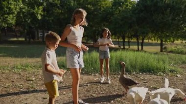 Kardeşler resim parkında bir kaz sürüsüyle neşe içinde etkileşime girerler. Doğal ışıklandırma açık hava manzarasını güzelleştirir.