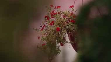 Calystegia 'nın pembe çiçekleri tel örgüler arasında. Orta çekim
